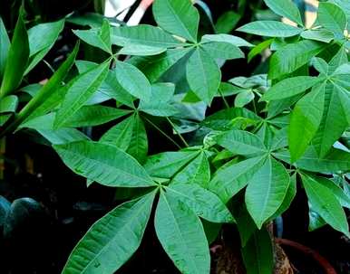 发财树怎样养护才能越长越好，发财树怎样养护才能更茂盛？
