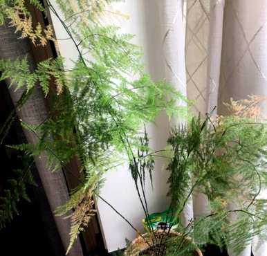 芦笋叶子发黄怎么办？芦笋喜阴还是喜阳？
