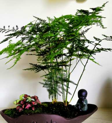 芦笋叶子发黄怎么办？芦笋喜阴还是喜阳？