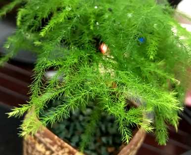 芦笋叶子发黄怎么办？芦笋喜阴还是喜阳？