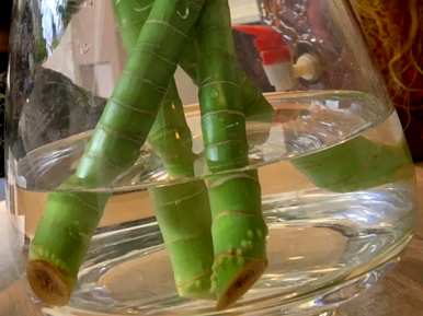 如何种植富贵竹，如何修剪和种植富贵竹