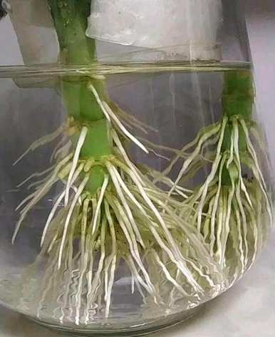 如何种植富贵竹，如何修剪和种植富贵竹