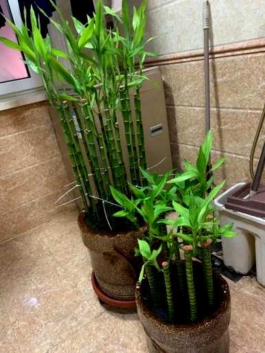 如何种植富贵竹，如何修剪和种植富贵竹