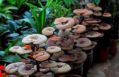 灵芝种植条件和方法、方法和成本