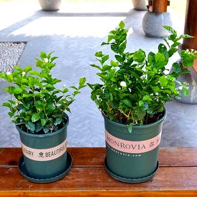什么是室内花卉容易饲养？室内常见的花卉和植物