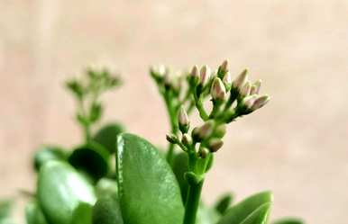 什么是室内花卉容易饲养？室内常见的花卉和植物