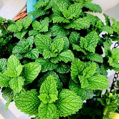 什么是室内花卉容易饲养？室内常见的花卉和植物
