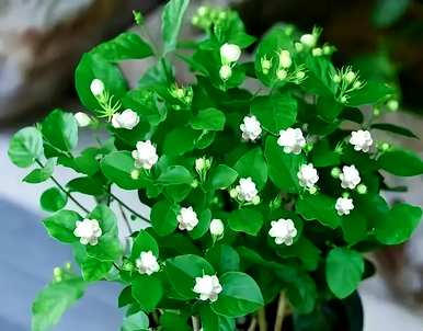 什么是室内花卉容易饲养？室内常见的花卉和植物