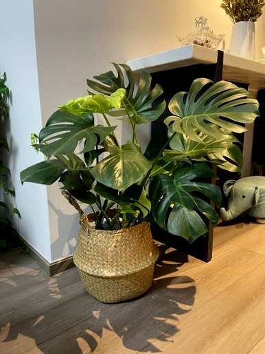 什么是室内花卉容易饲养？室内常见的花卉和植物