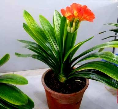 什么是室内花卉容易饲养？室内常见的花卉和植物