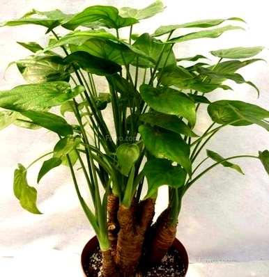 如何养霸王芋，如何养霸王芋