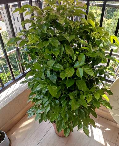 什么是室内花卉容易饲养？室内常见的花卉和植物