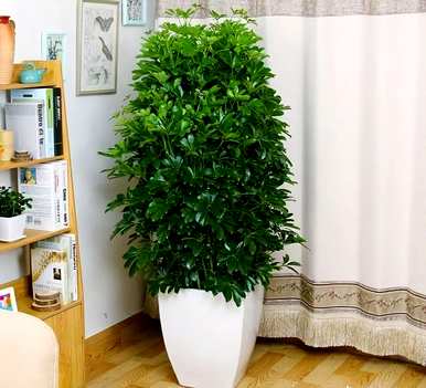 什么是室内花卉容易饲养？室内常见的花卉和植物