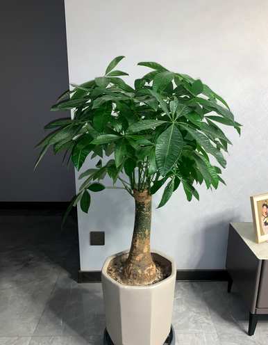 什么是室内花卉容易饲养？室内常见的花卉和植物