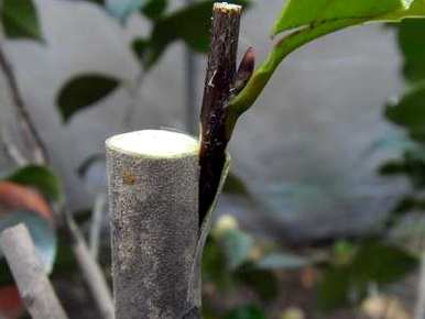 如何嫁接茶花，如何嫁接茶花