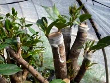 如何嫁接茶花，如何嫁接茶花