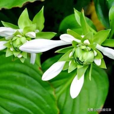 玉簪花的花语是什么，玉簪花的花语是什么意思？