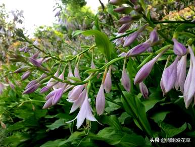 玉簪花的花语是什么，玉簪花的花语是什么意思？