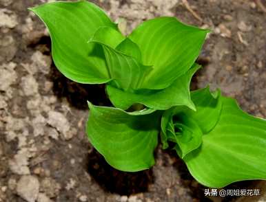 玉簪花的花语是什么，玉簪花的花语是什么意思？
