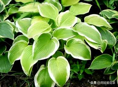 玉簪花的花语是什么，玉簪花的花语是什么意思？