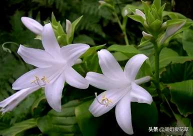 玉簪花的花语是什么，玉簪花的花语是什么意思？