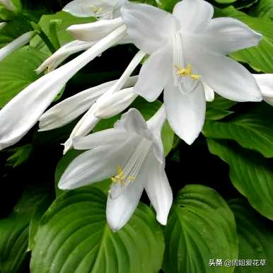 玉簪花的花语是什么，玉簪花的花语是什么意思？