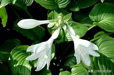 玉簪花的花语是什么，玉簪花的花语是什么意思？