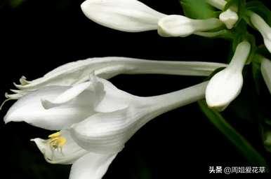 玉簪花的花语是什么，玉簪花的花语是什么意思？