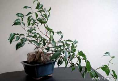 如何饲养榕树盆景，如何设计榕树盆景