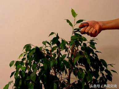 如何饲养榕树盆景，如何设计榕树盆景