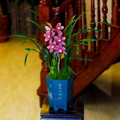 有毒花有哪些品种，花有哪些品种？
