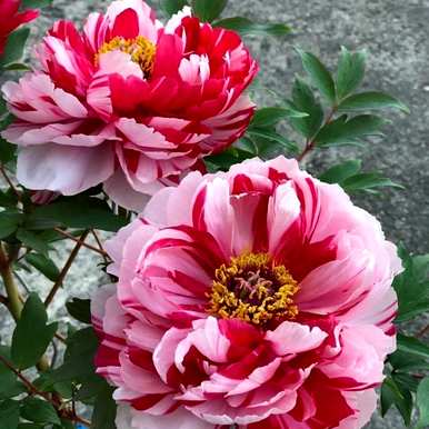 有毒花有哪些品种，花有哪些品种？