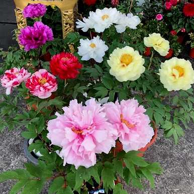有毒花有哪些品种，花有哪些品种？
