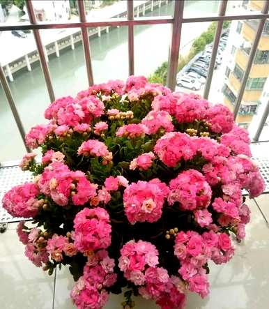 有毒花有哪些品种，花有哪些品种？