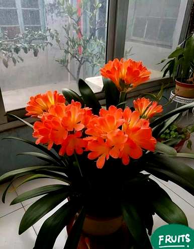 有毒花有哪些品种，花有哪些品种？