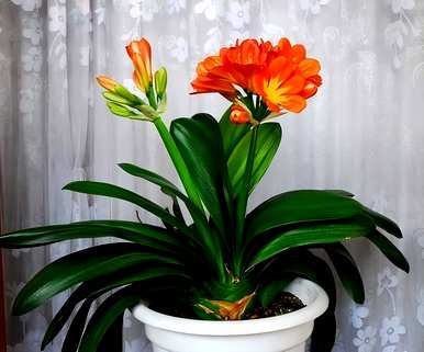 有毒花有哪些品种，花有哪些品种？