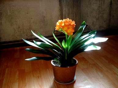 有毒花有哪些品种，花有哪些品种？