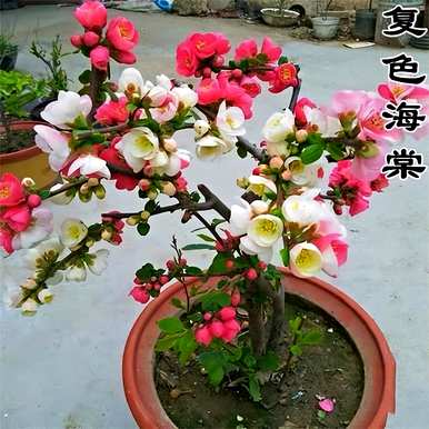 有毒花有哪些品种，花有哪些品种？