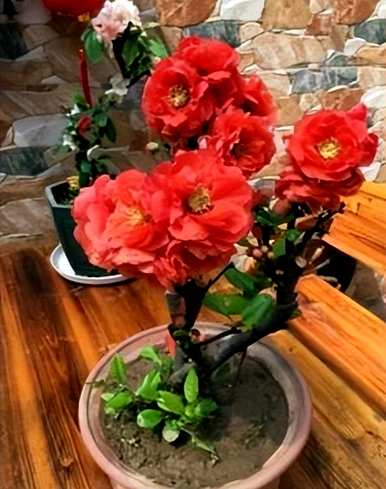 有毒花有哪些品种，花有哪些品种？
