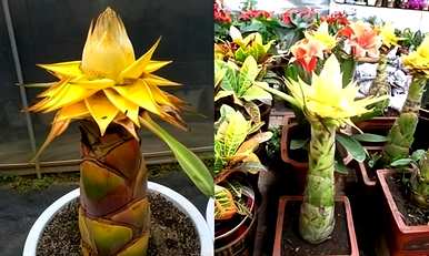 有毒花有哪些品种，花有哪些品种？