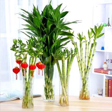 有毒花有哪些品种，花有哪些品种？