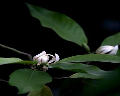 白兰花的含义是什么？白兰花的特殊含义是什么？