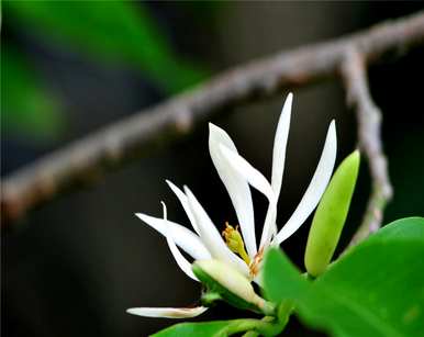 白兰花的含义是什么？白兰花的特殊含义是什么？