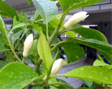 白兰花的含义是什么？白兰花的特殊含义是什么？