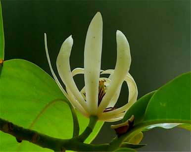 白兰花的含义是什么？白兰花的特殊含义是什么？