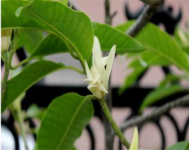 白兰花的含义是什么？白兰花的特殊含义是什么？