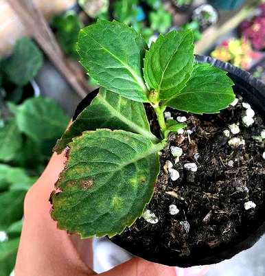 绣球花的养殖方法，绣球花的养殖方法