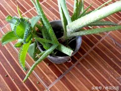 芦荟的繁殖方法和繁殖，不夜城芦荟的繁殖方法
