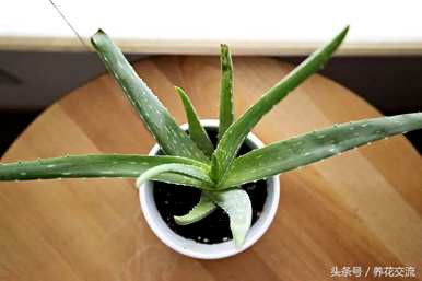 芦荟的繁殖方法和繁殖，不夜城芦荟的繁殖方法