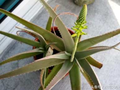 芦荟的繁殖方法和繁殖，不夜城芦荟的繁殖方法